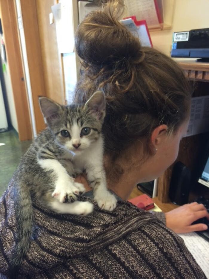 Images Belle Plaine Animal Hospital