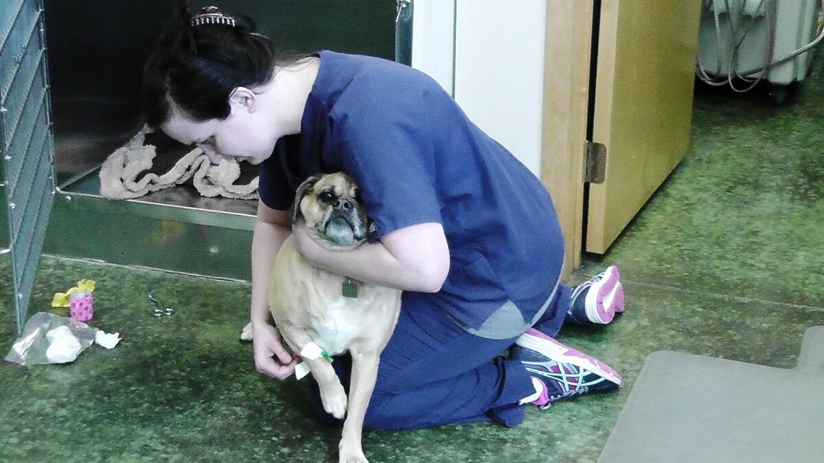 Images Belle Plaine Animal Hospital