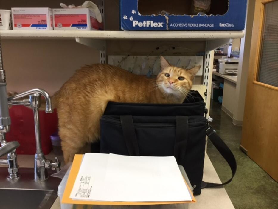 Images Belle Plaine Animal Hospital