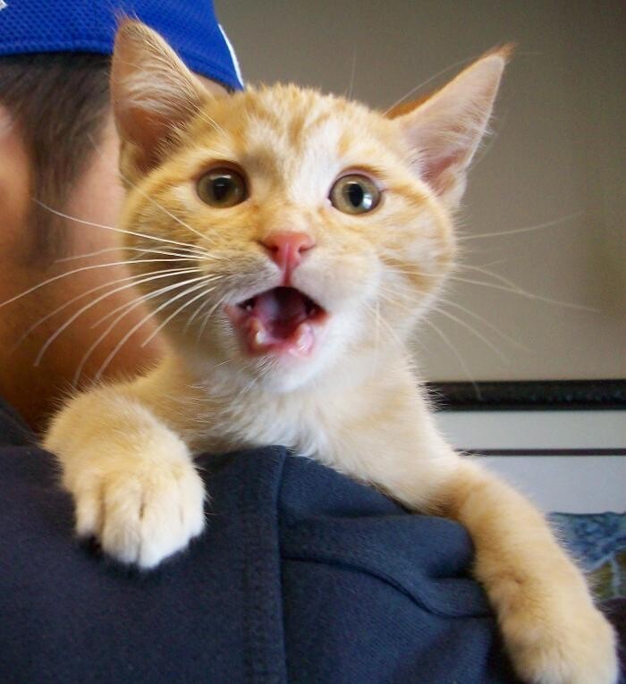 Images Belle Plaine Animal Hospital