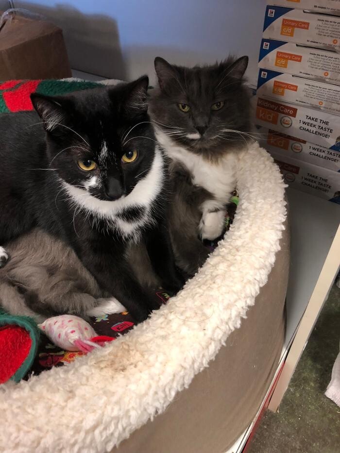 Images Belle Plaine Animal Hospital