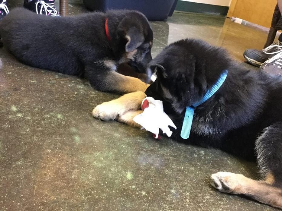 Images Belle Plaine Animal Hospital