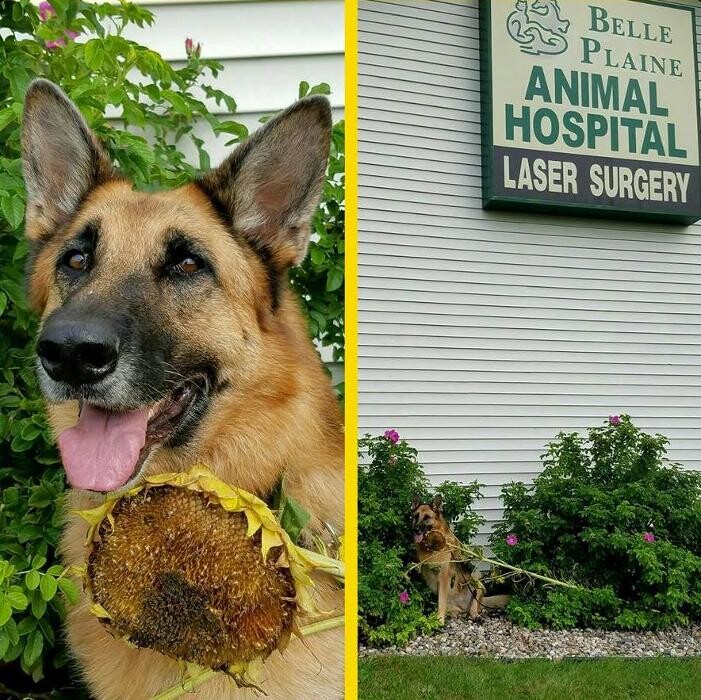 Images Belle Plaine Animal Hospital