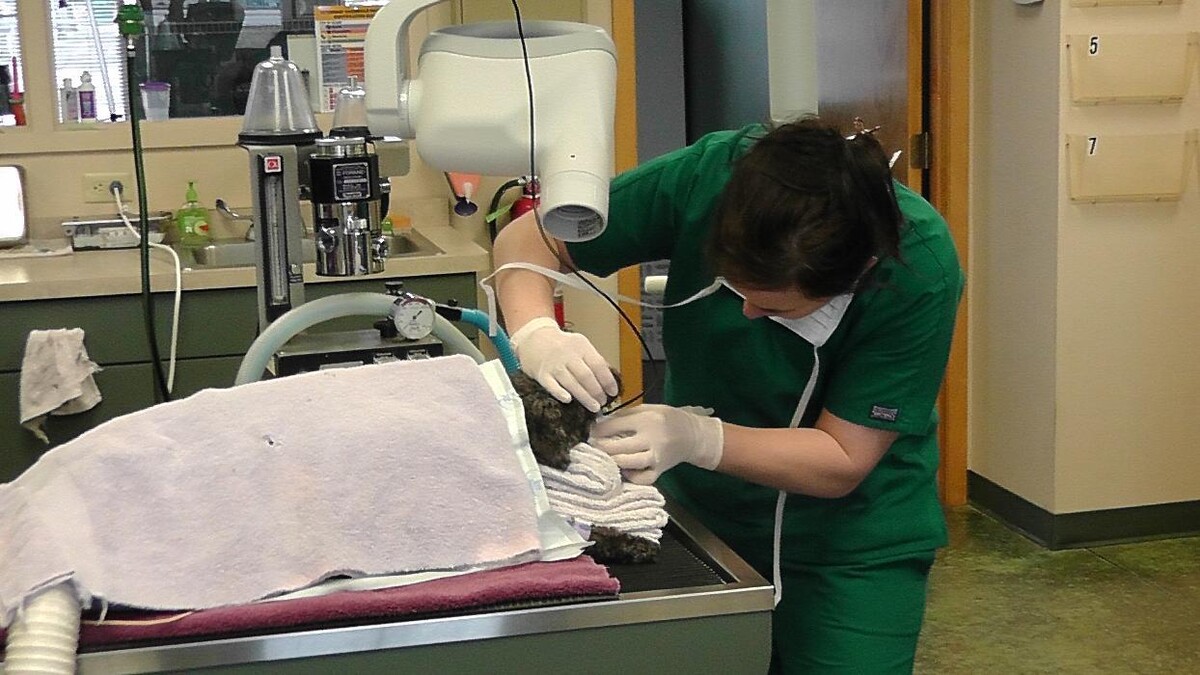 Images Belle Plaine Animal Hospital