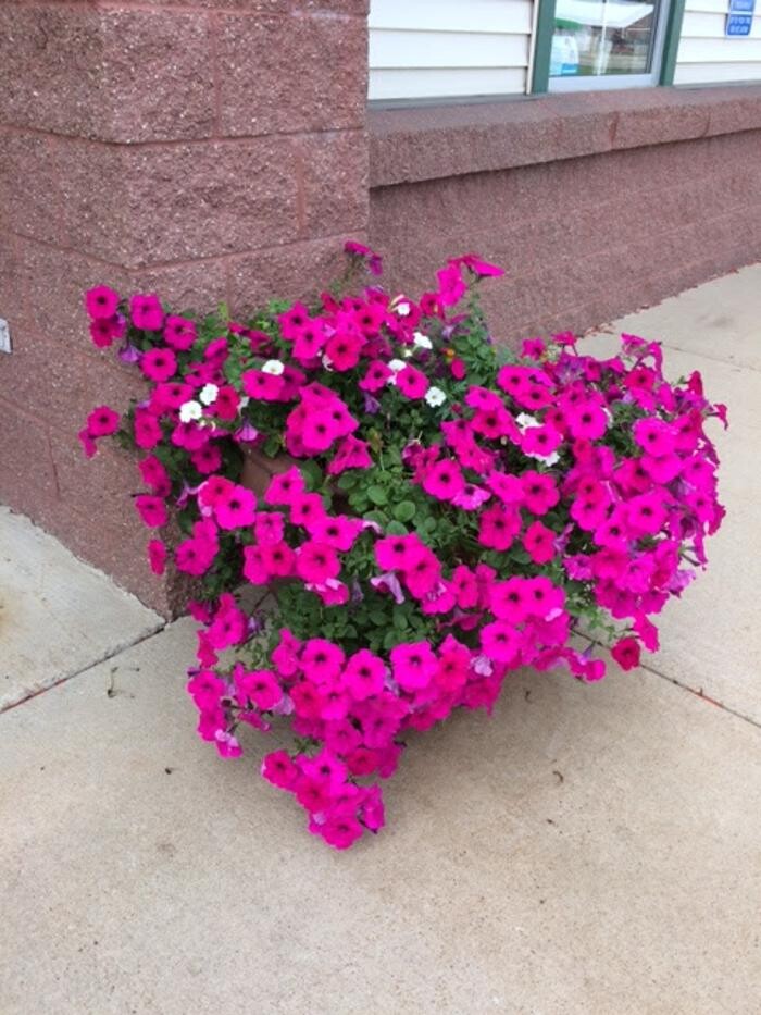 Images Belle Plaine Animal Hospital