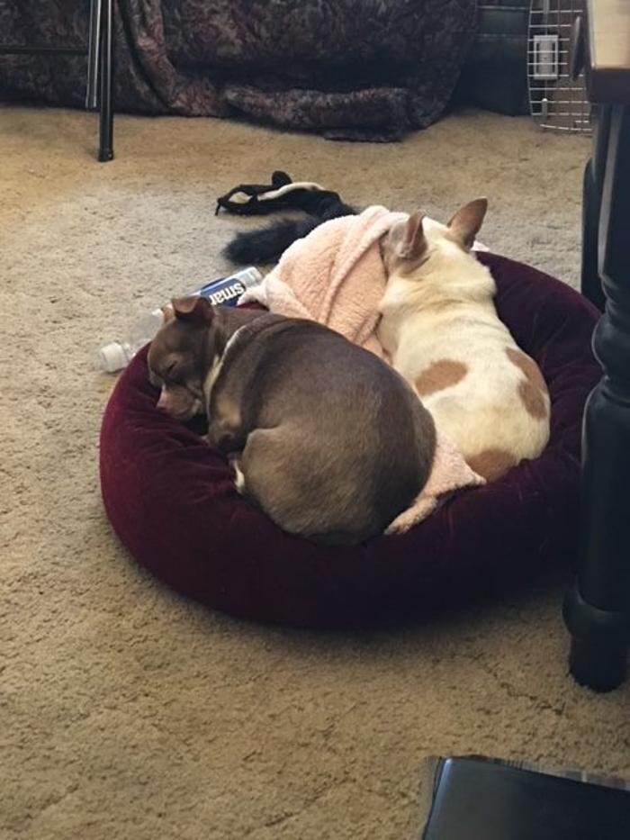 Images Belle Plaine Animal Hospital