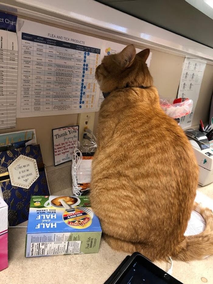 Images Belle Plaine Animal Hospital