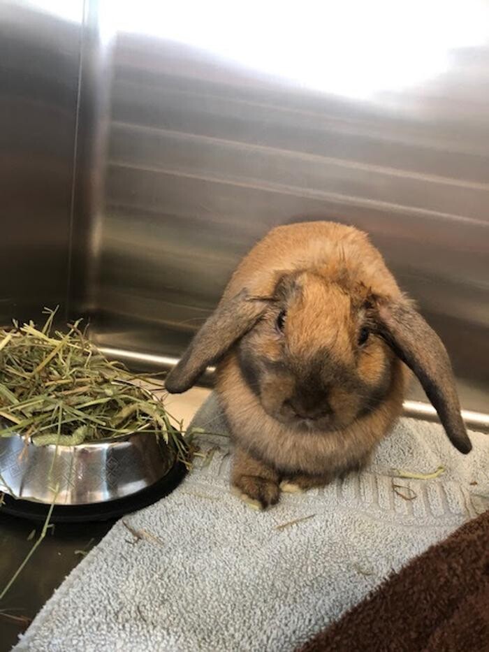 Images Belle Plaine Animal Hospital