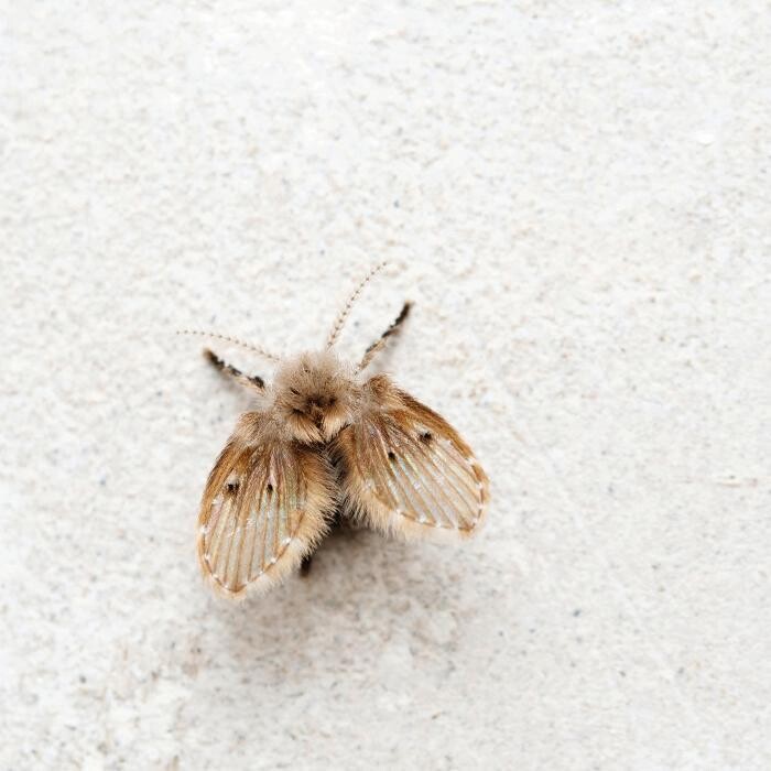 Images Western Pest Services