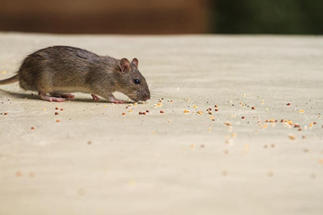 Images Western Pest Services