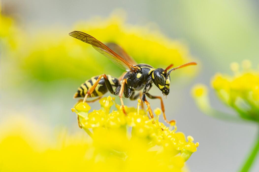 Images Western Pest Services