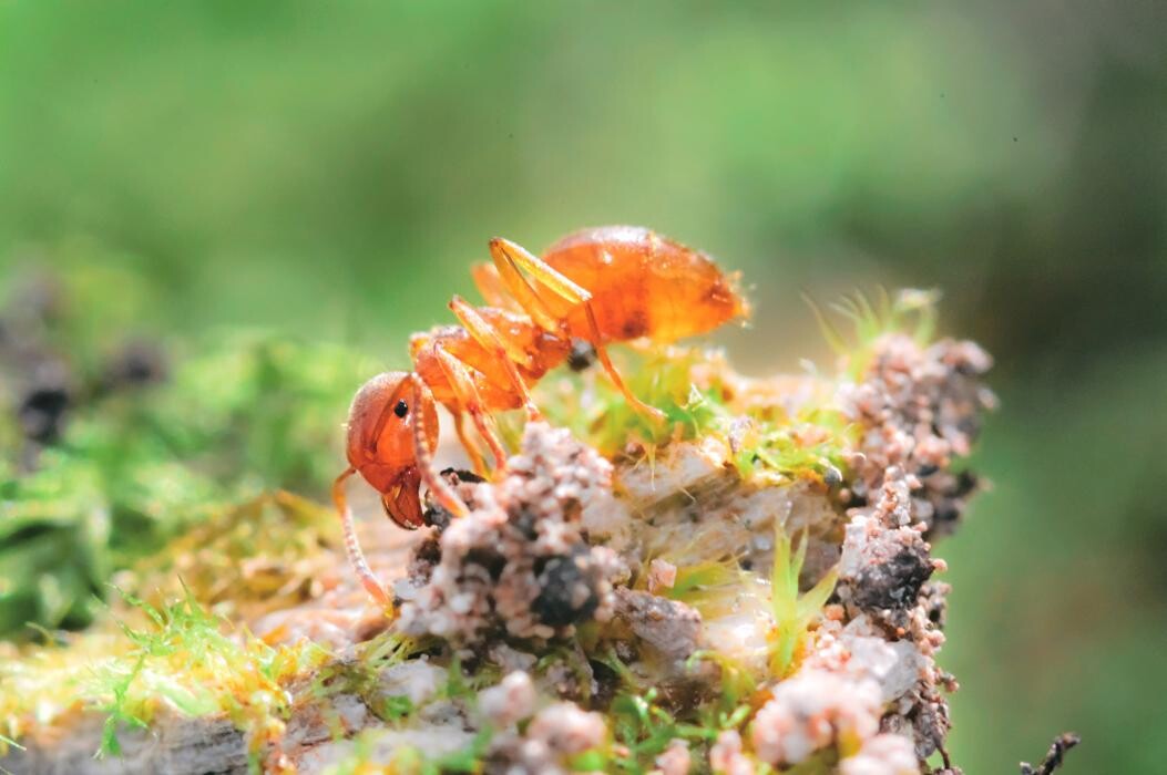 Images Western Pest Services