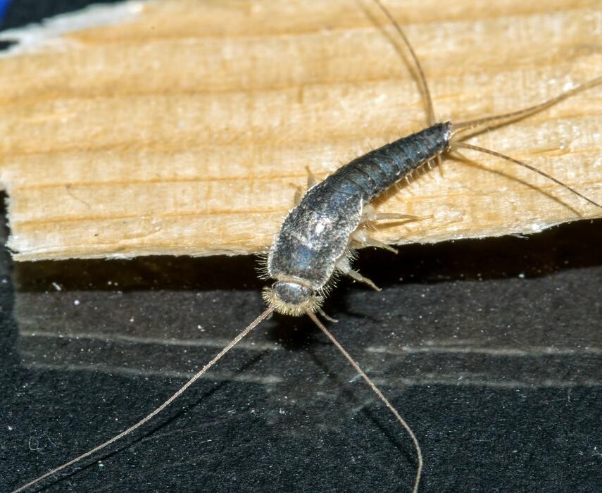 Images Western Pest Services