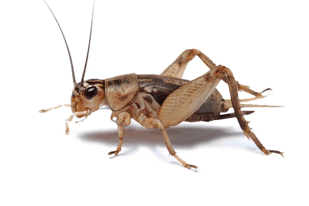 Images Western Pest Services