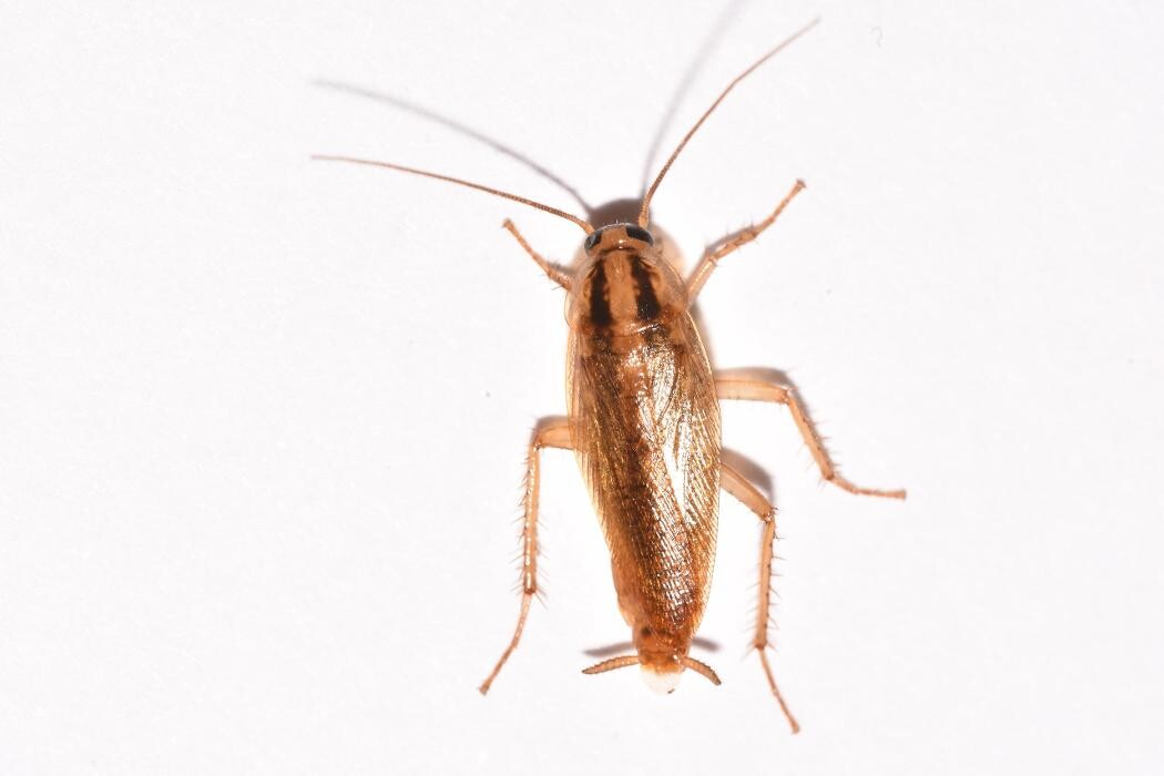 Images Western Pest Services
