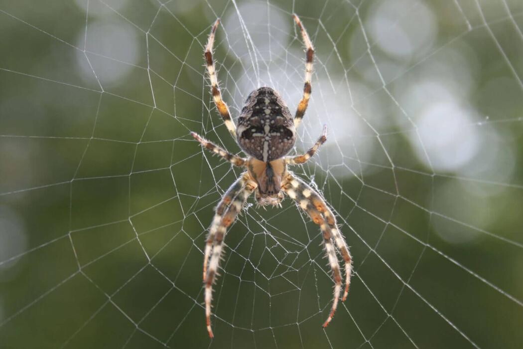 Images Western Pest Services