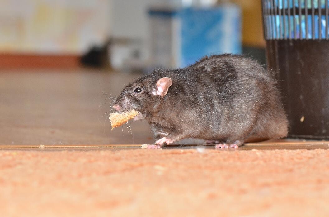 Images Western Pest Services