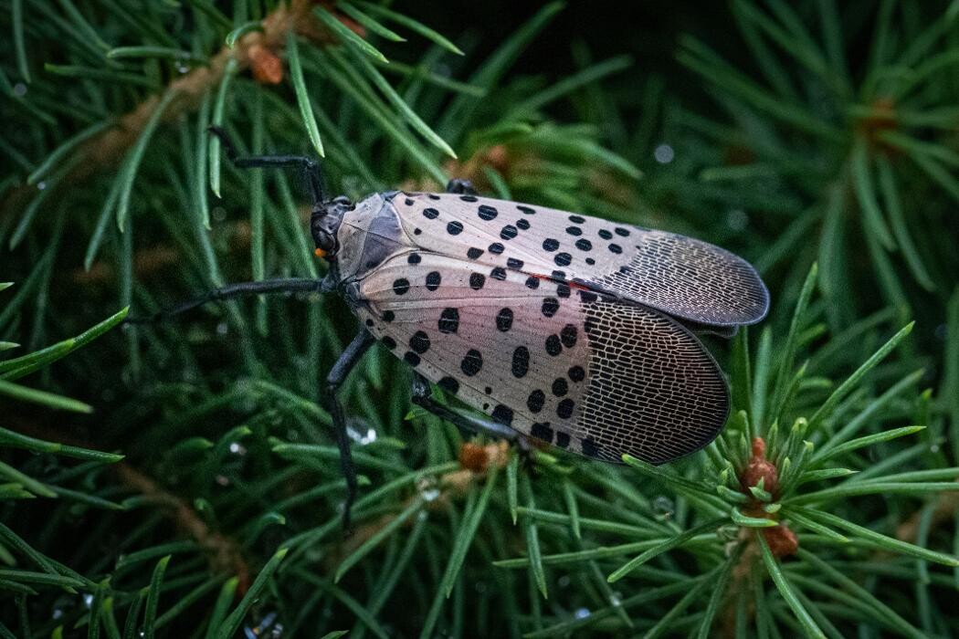 Images Western Pest Services