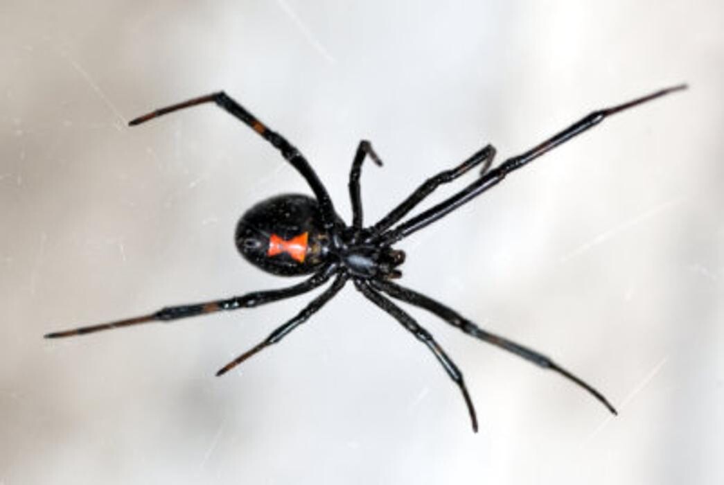Images Western Pest Services
