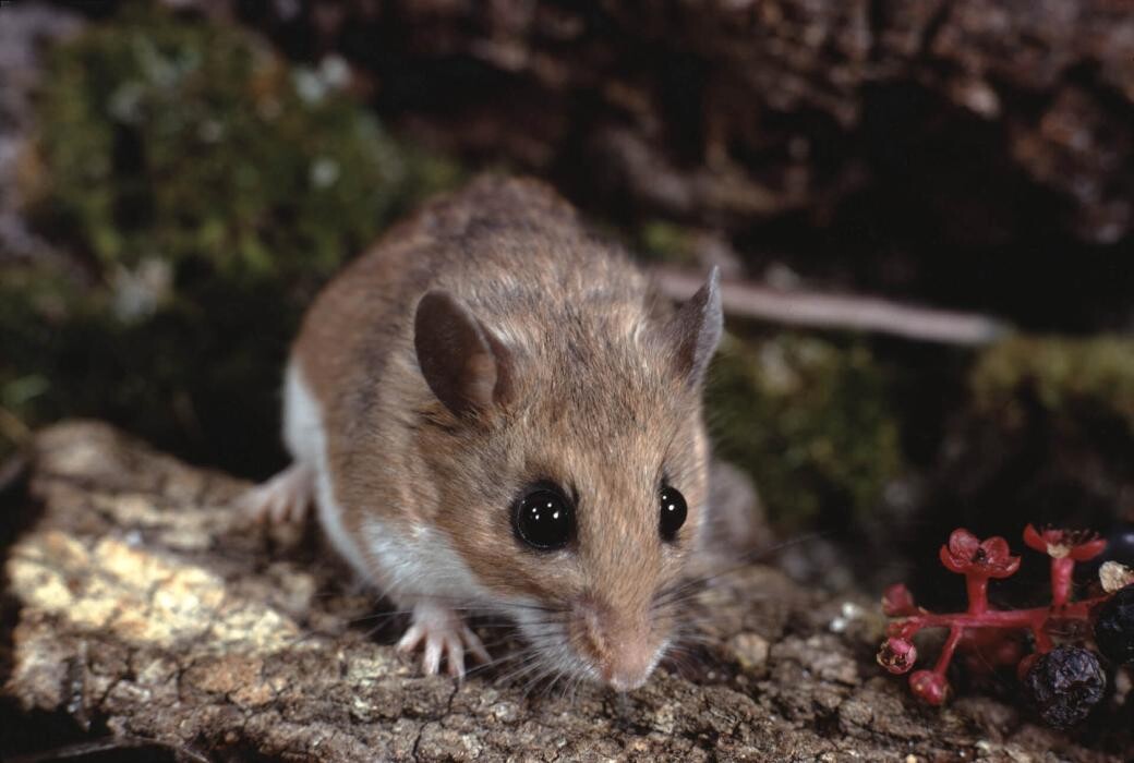 Images Western Pest Services