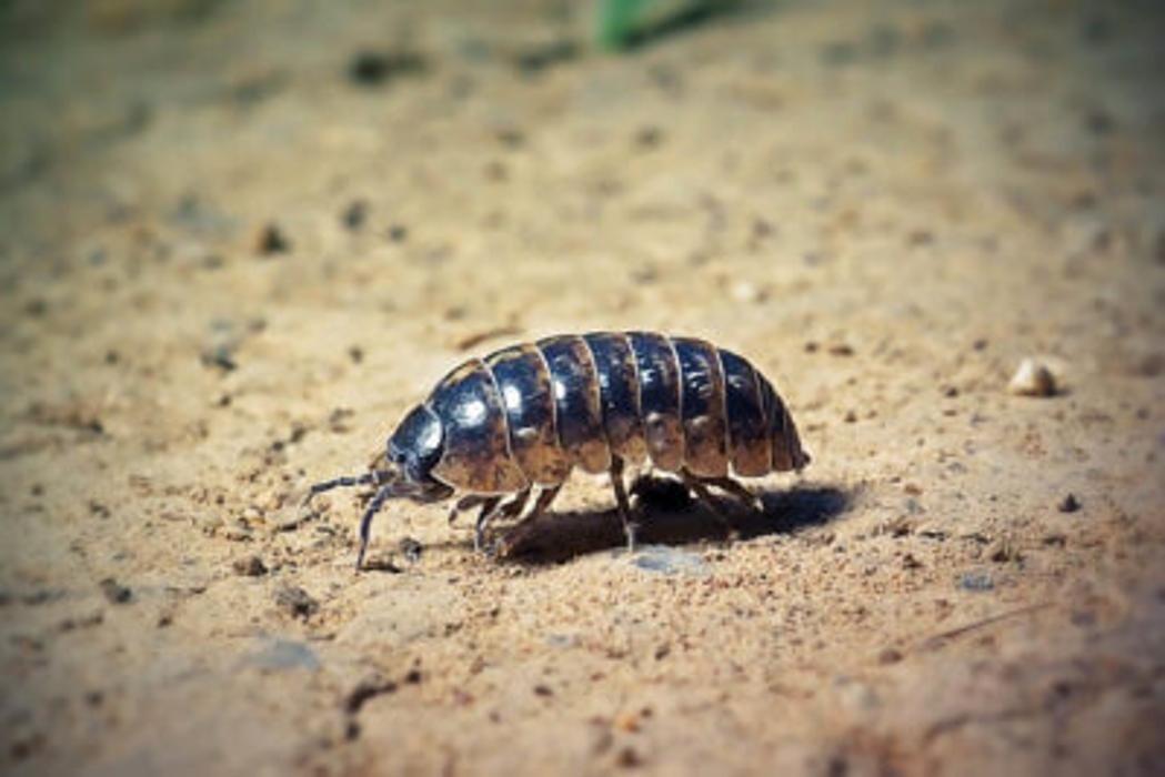 Images Western Pest Services