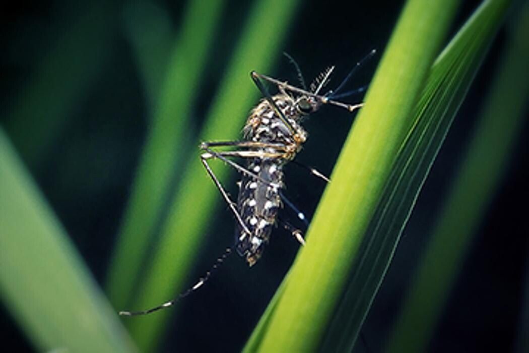 Images Western Pest Services