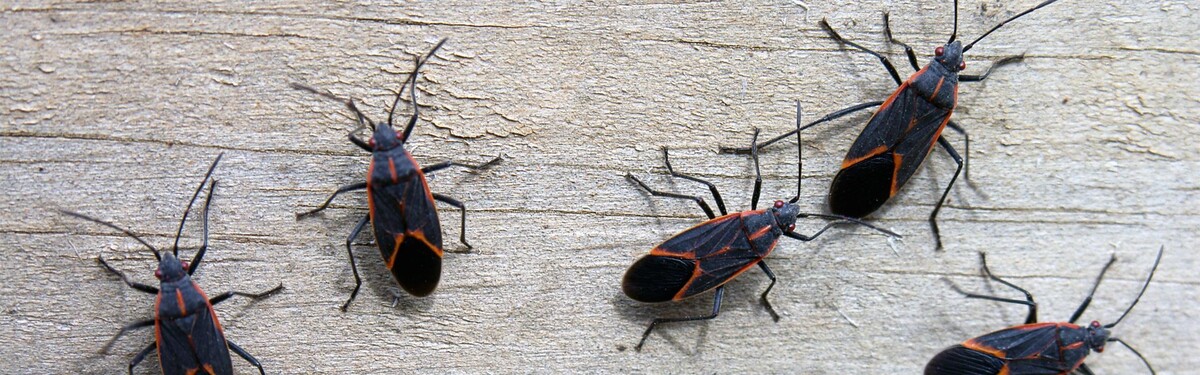 Images Western Pest Services
