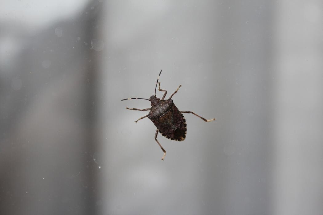Images Western Pest Services