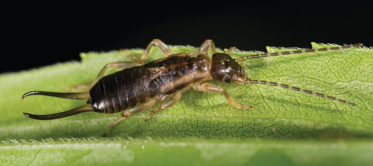 Images Western Pest Services