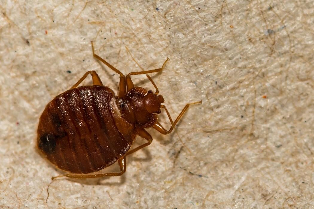 Images Western Pest Services