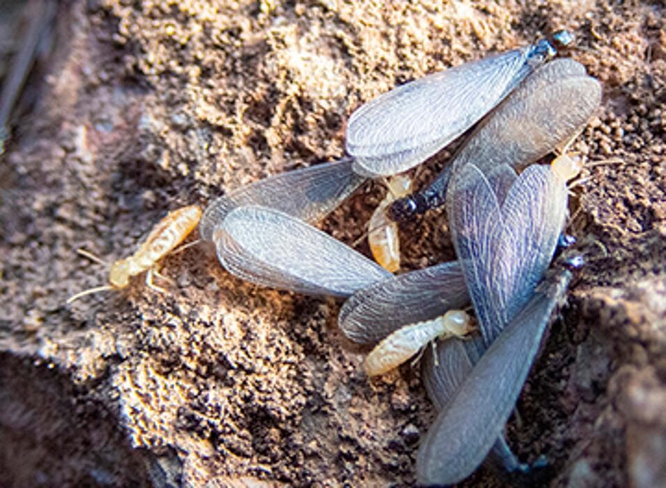 Images Western Pest Services