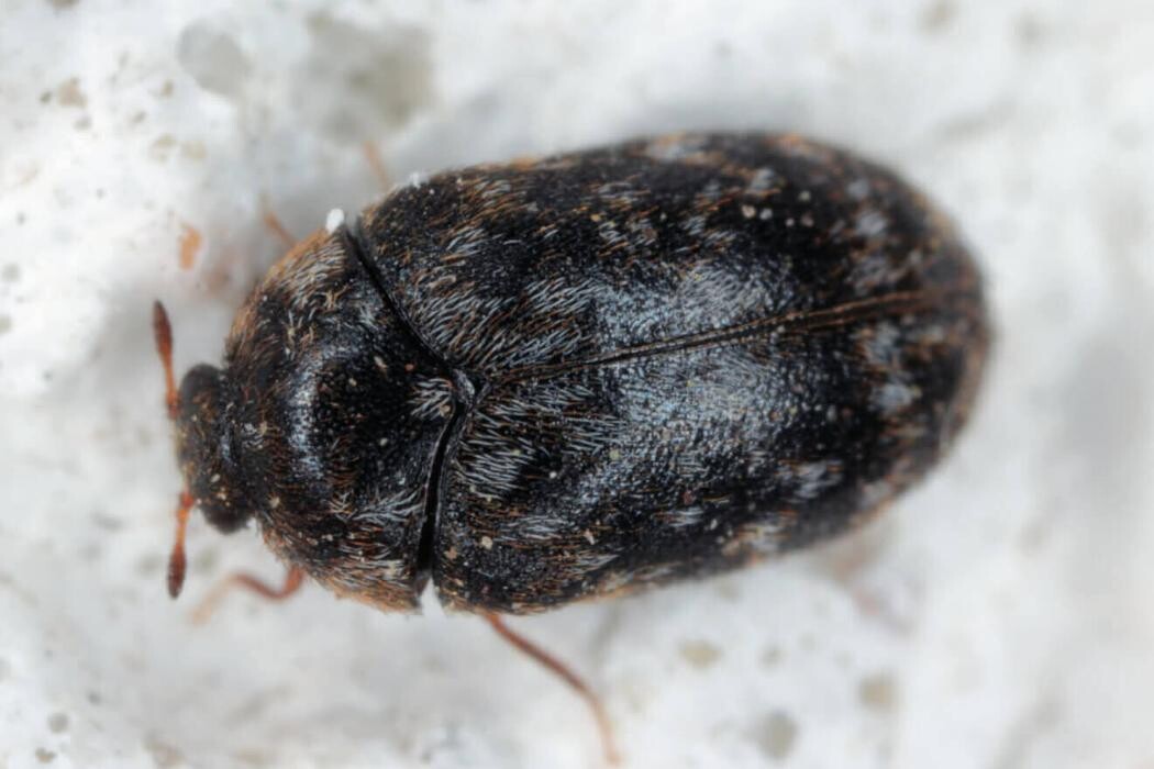 Images Western Pest Services