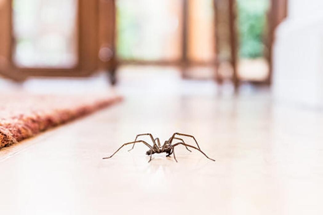 Images Western Pest Services