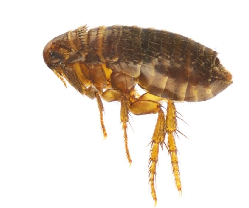 Images Western Pest Services