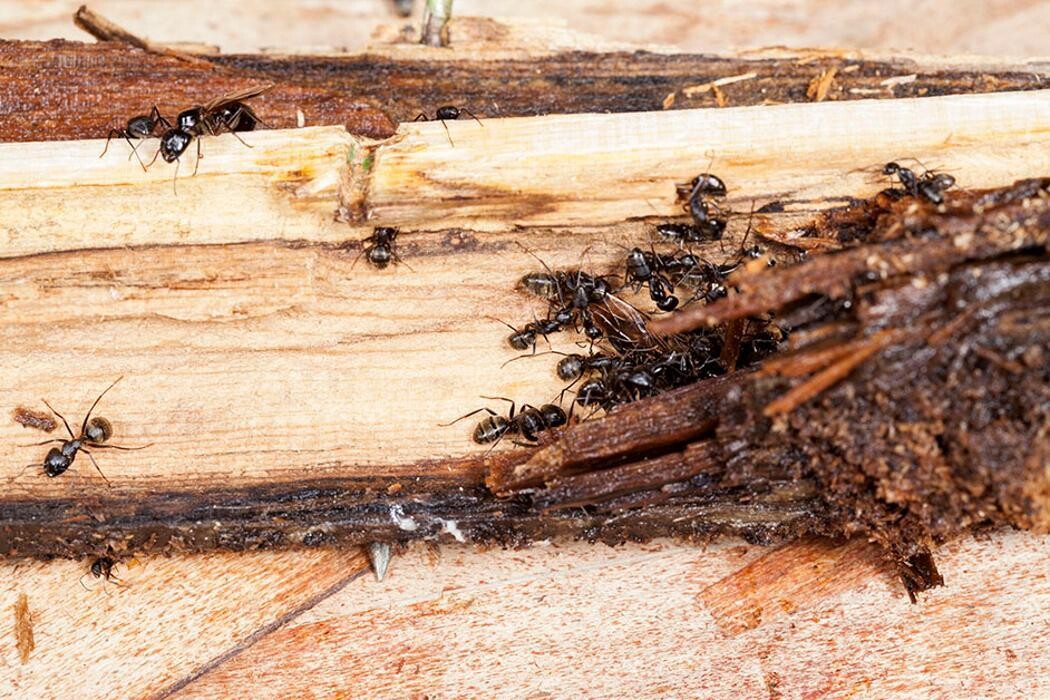 Images Western Pest Services