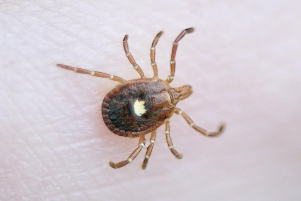 Images Western Pest Services