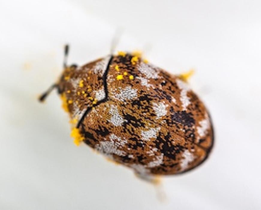 Images Western Pest Services