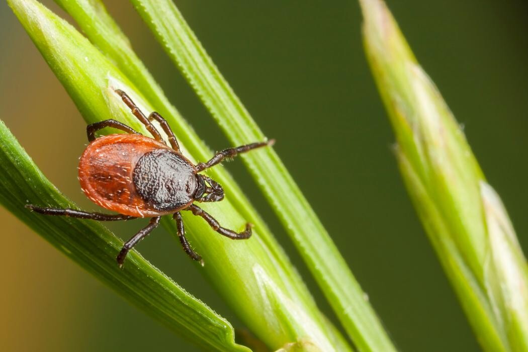 Images Western Pest Services
