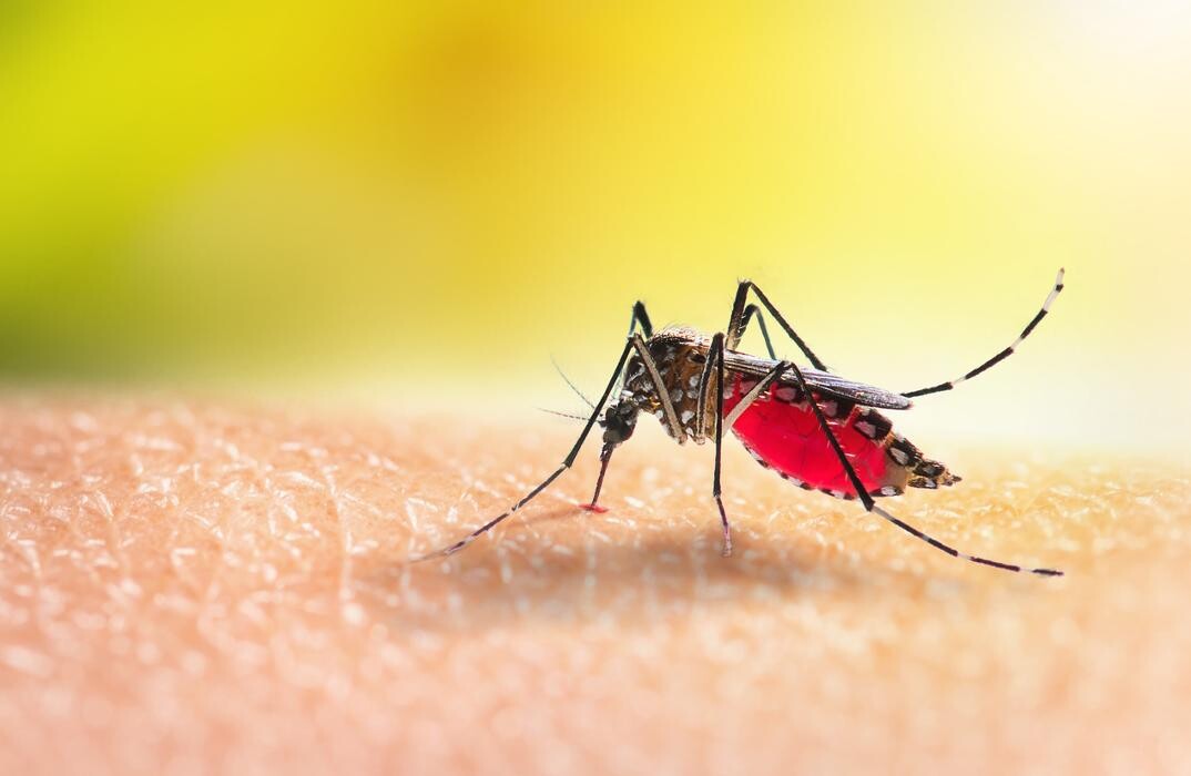 Images Western Pest Services