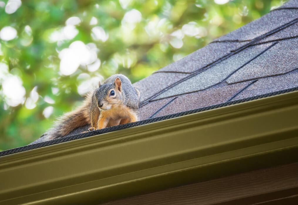 Images Western Pest Services