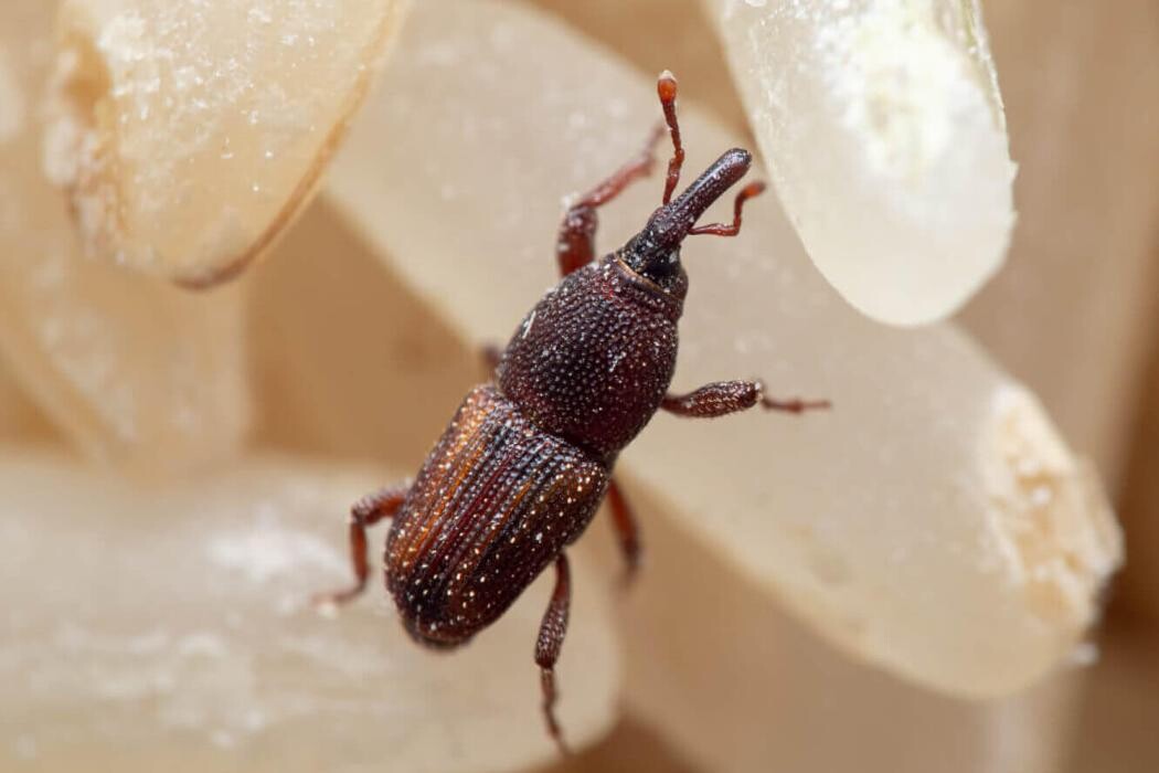 Images Western Pest Services