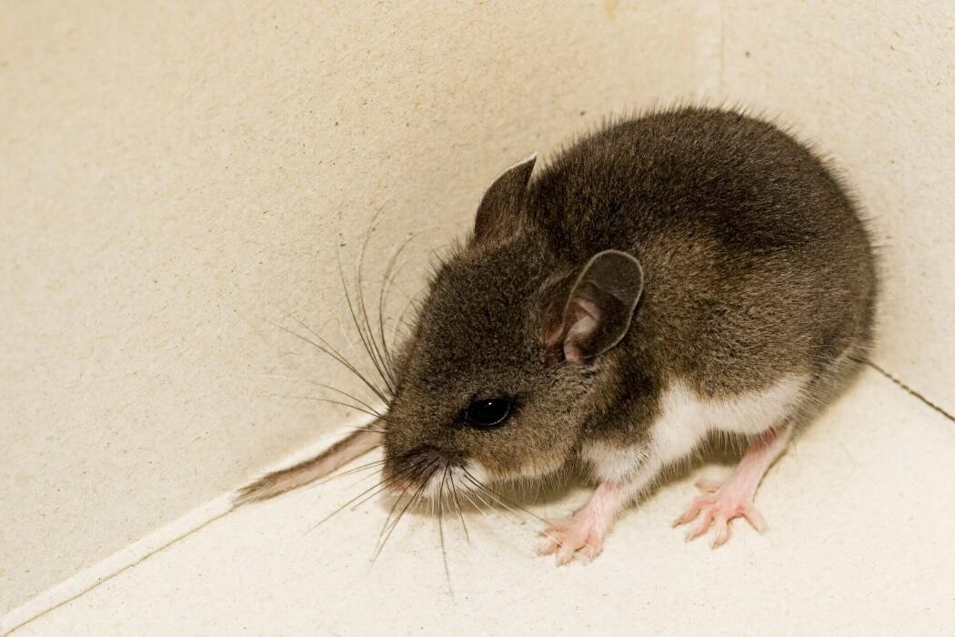 Images Western Pest Services
