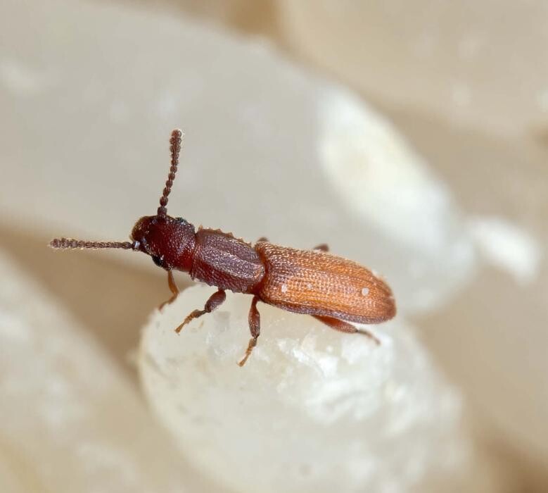 Images Western Pest Services