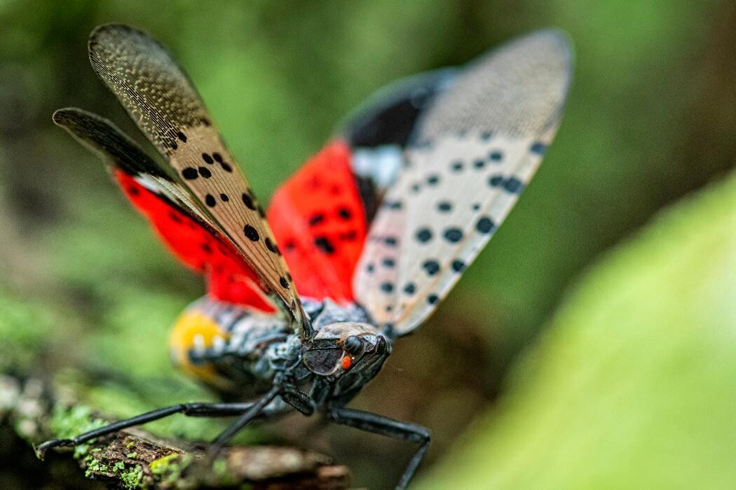 Images Western Pest Services