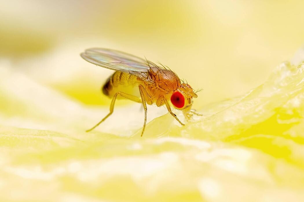 Images Western Pest Services