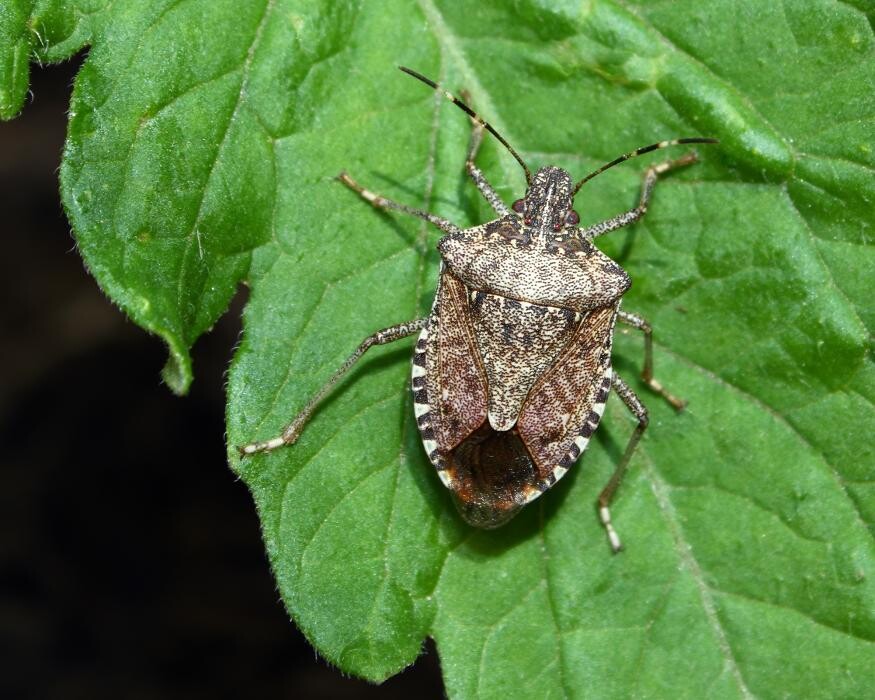 Images Western Pest Services