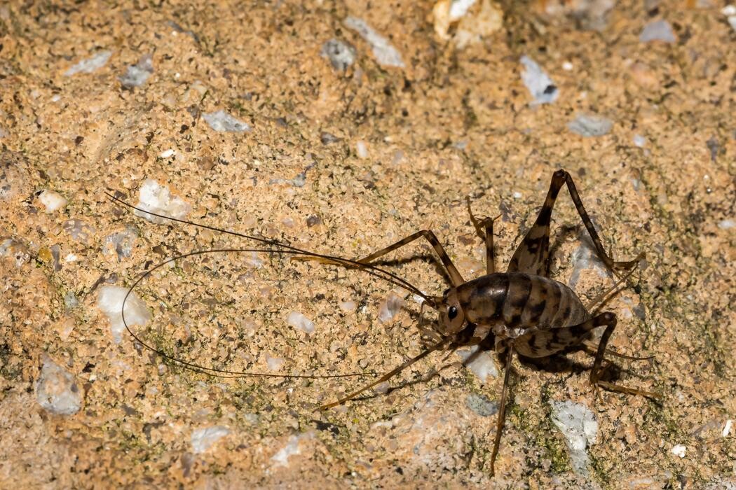 Images Western Pest Services