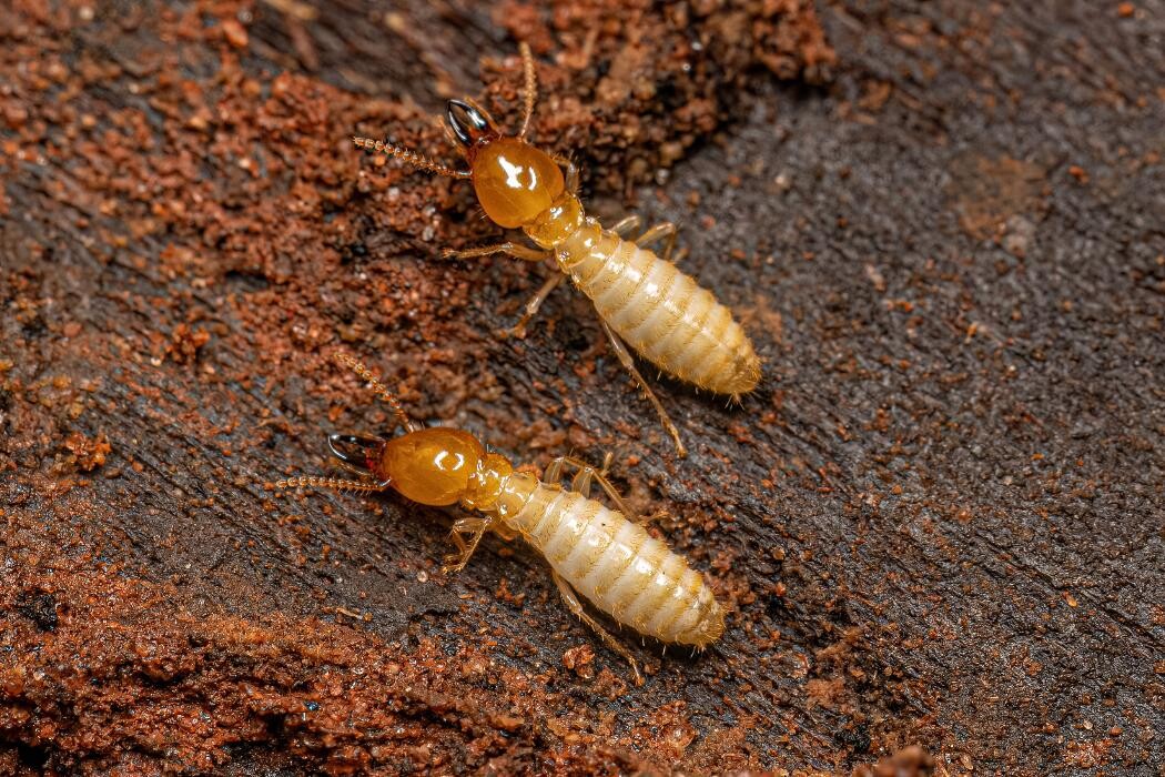 Images Western Pest Services