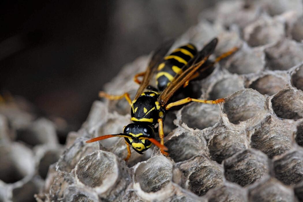 Images Western Pest Services