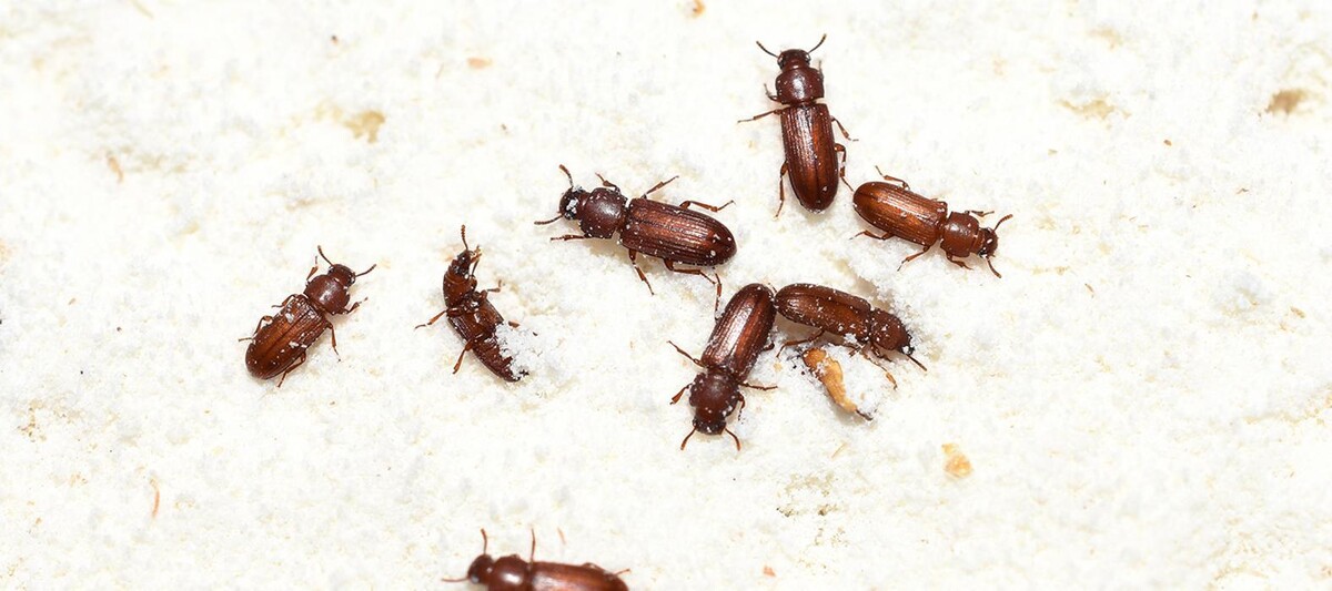 Images Western Pest Services